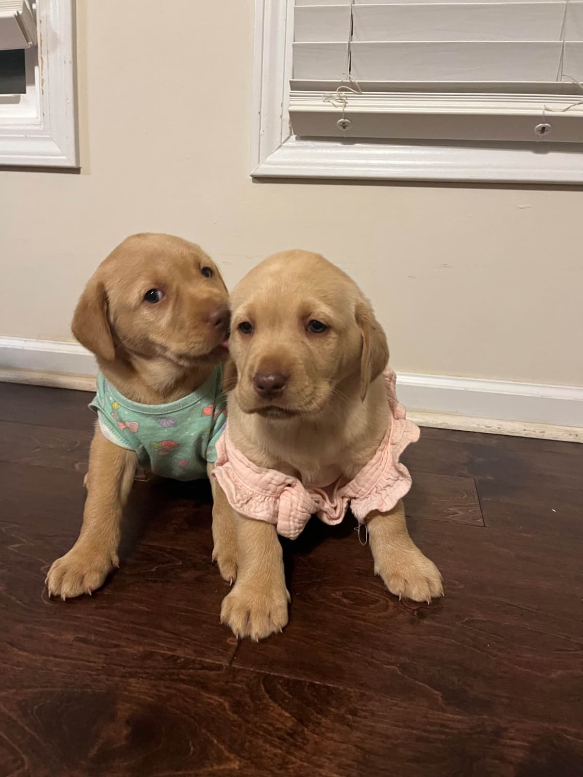 Labrador Retriever Puppies breeder image 13