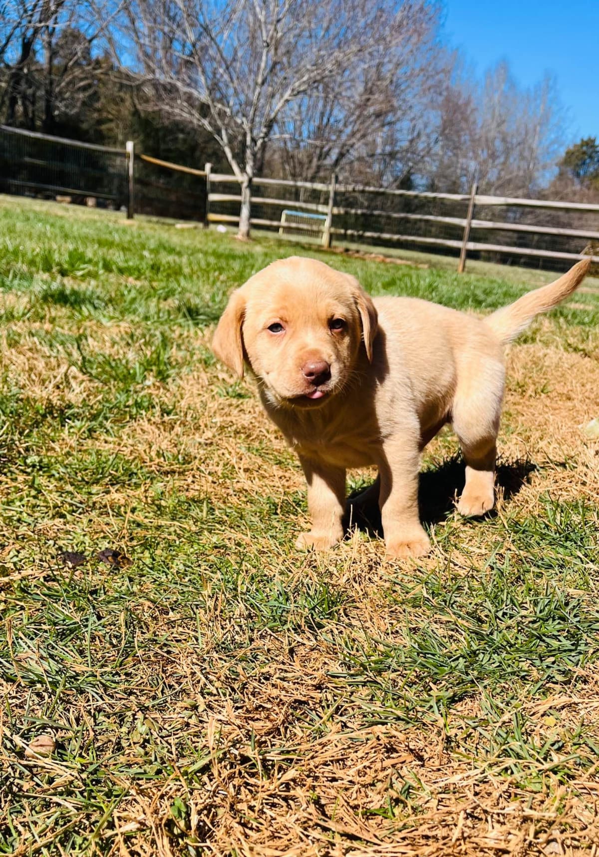 Labrador Retriever Puppies breeder image 16