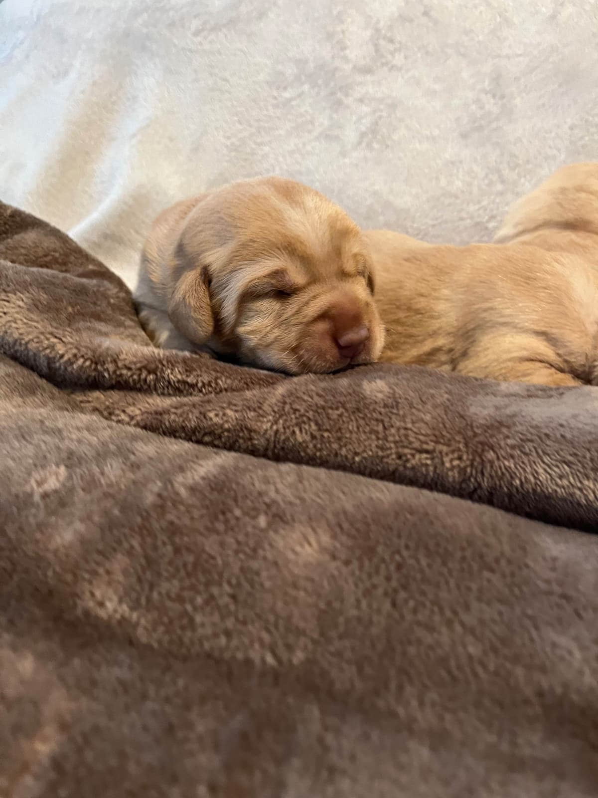 Labrador Retriever Puppies breeder image 17