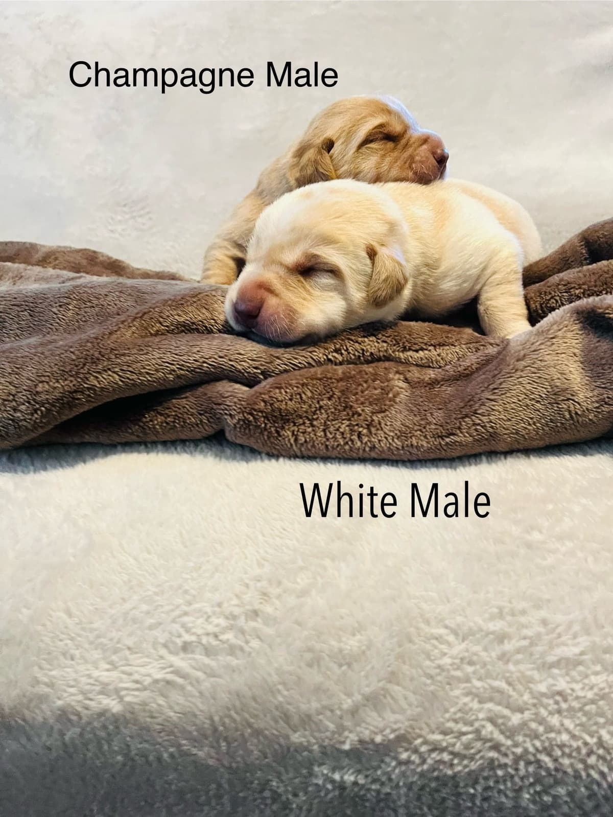 Labrador Retriever Puppies breeder image 18