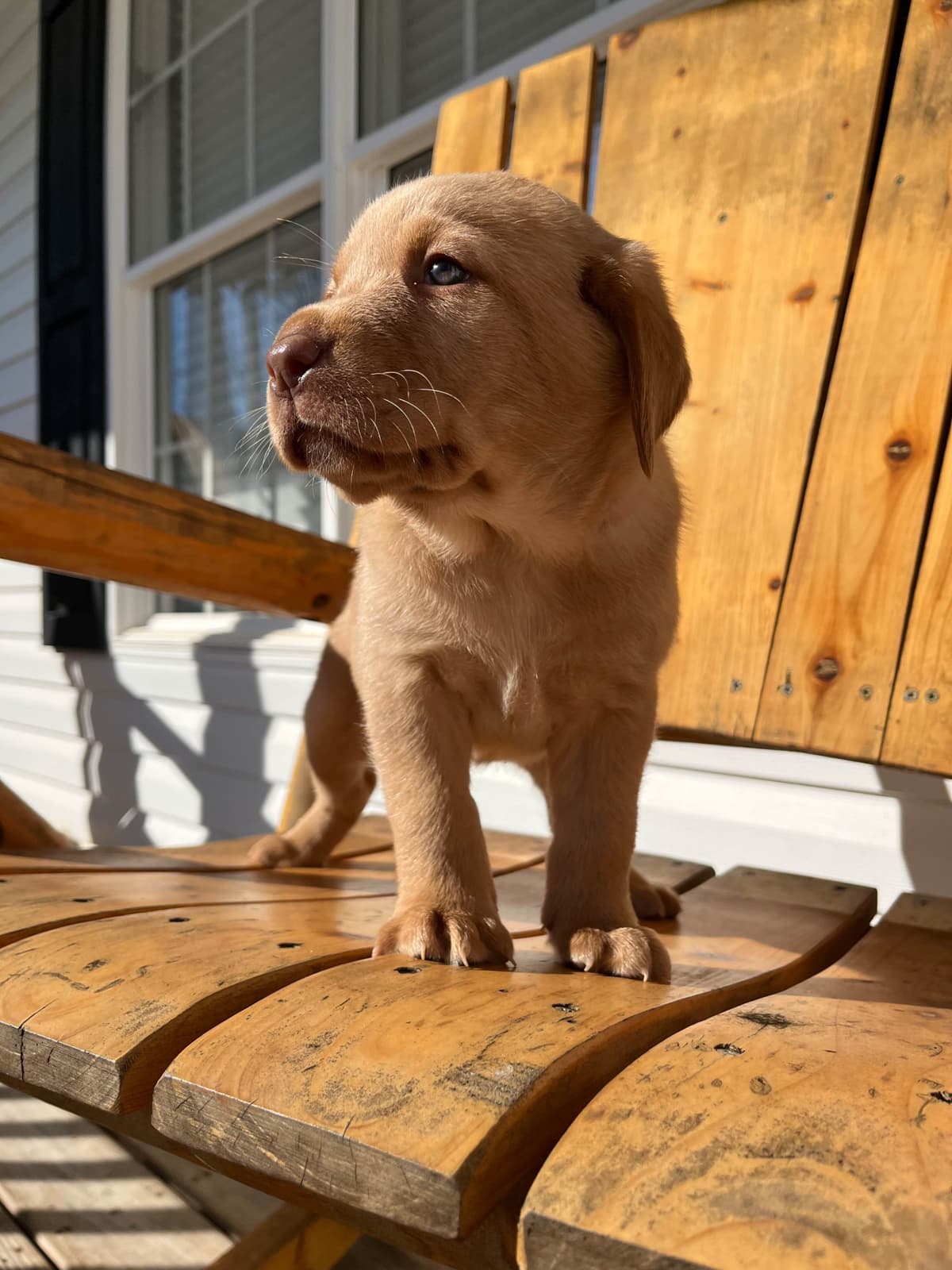 Labrador Retriever Puppies breeder image 19