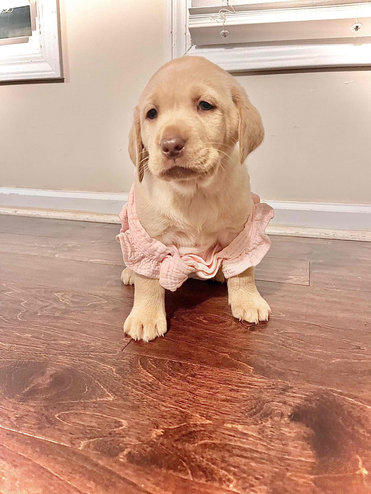 Labrador Retriever Puppies breeder image 20
