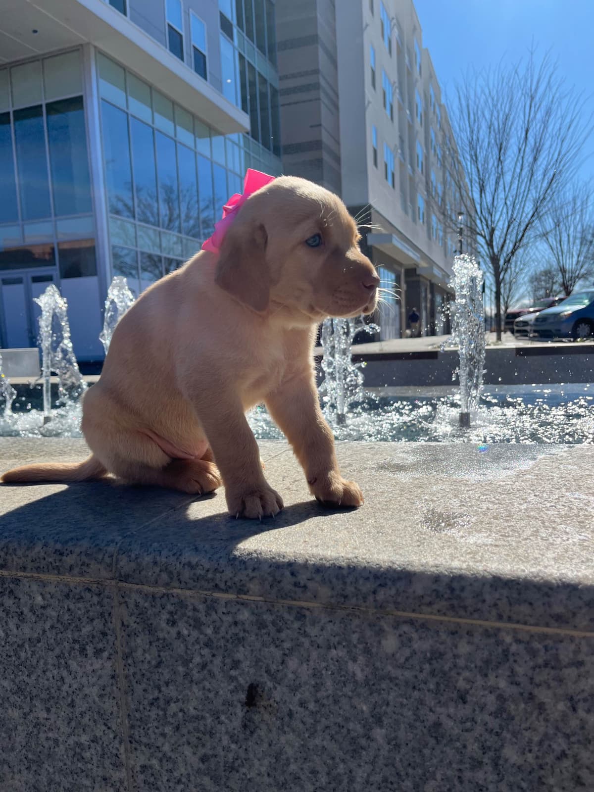 Labrador Retriever Puppies breeder image 23