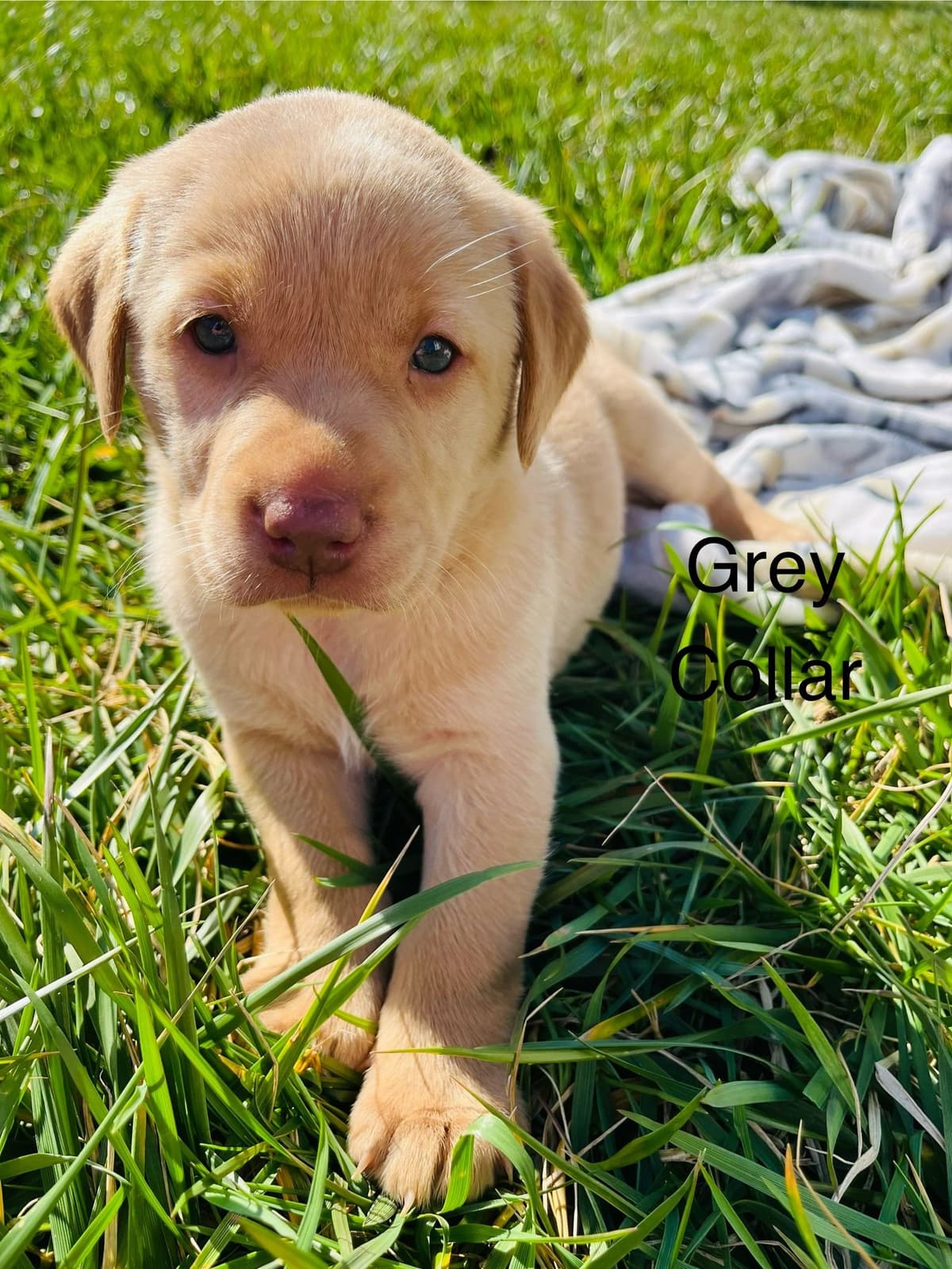 Labrador Retriever Puppies breeder image 24