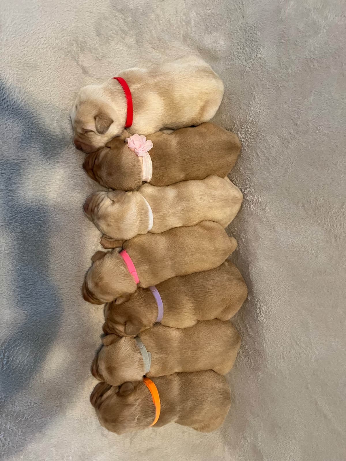 Labrador Retriever Puppies breeder image 26