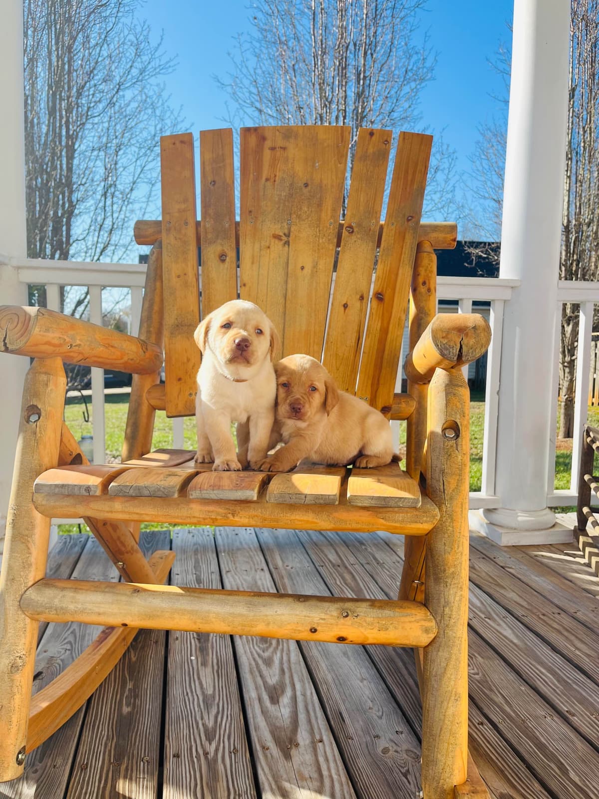 Labrador Retriever Puppies breeder image 29