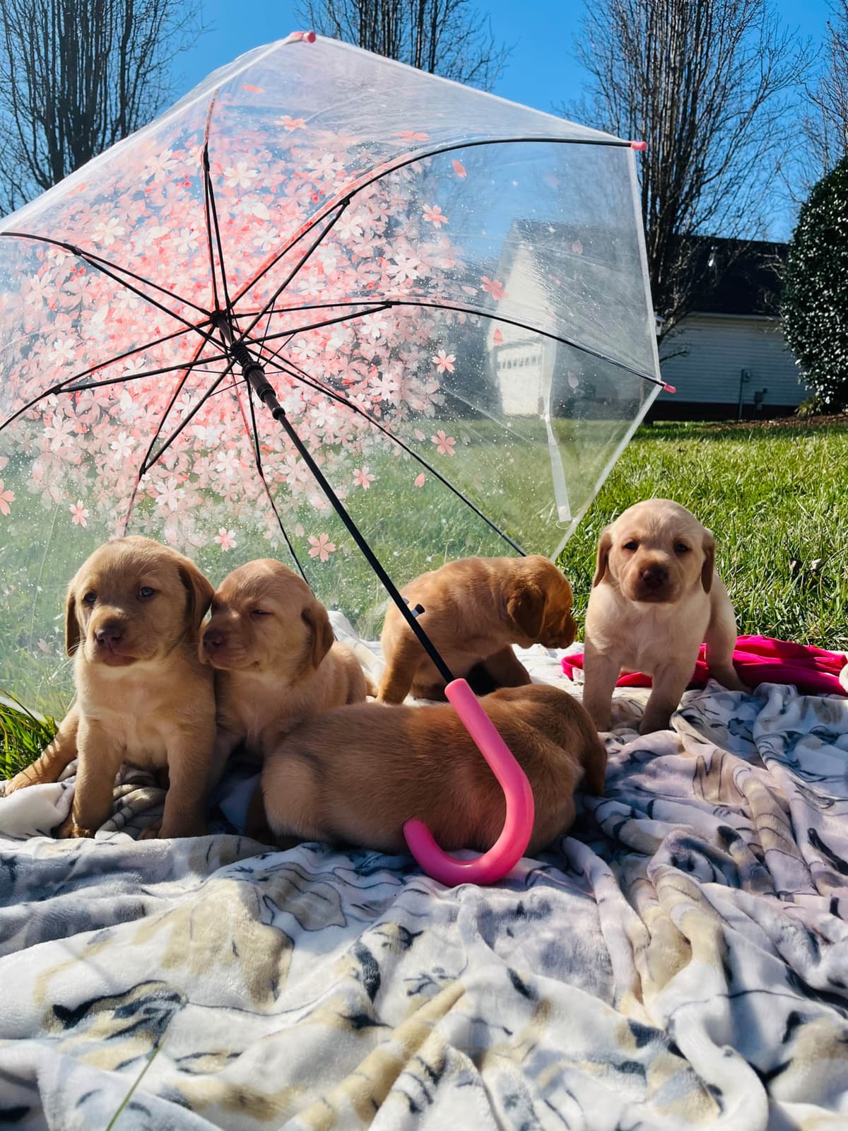 Labrador Retriever Puppies breeder image 27
