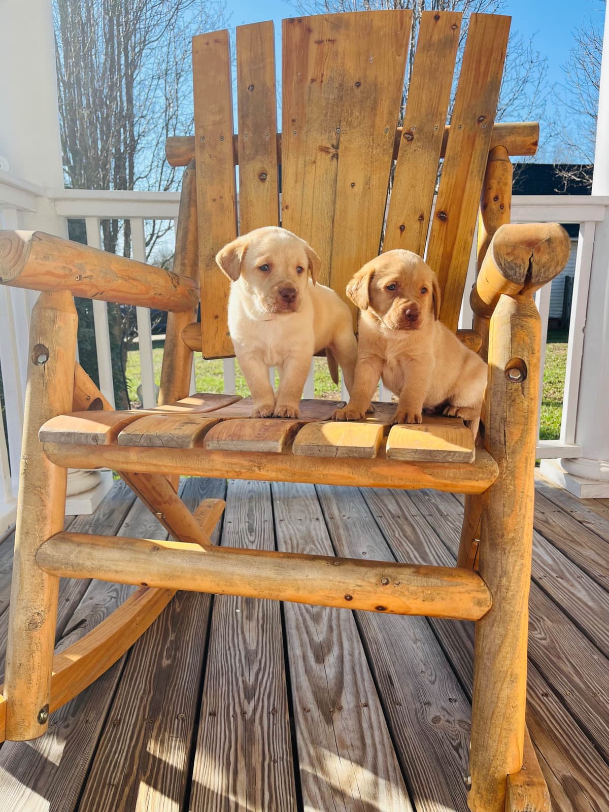 Labrador Retriever Puppies breeder image 28
