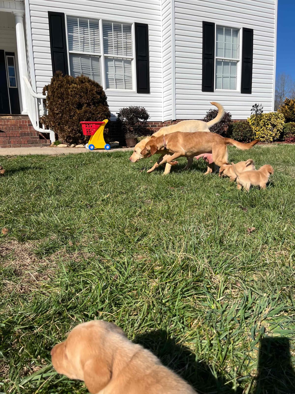 Labrador Retriever Puppies breeder image 30