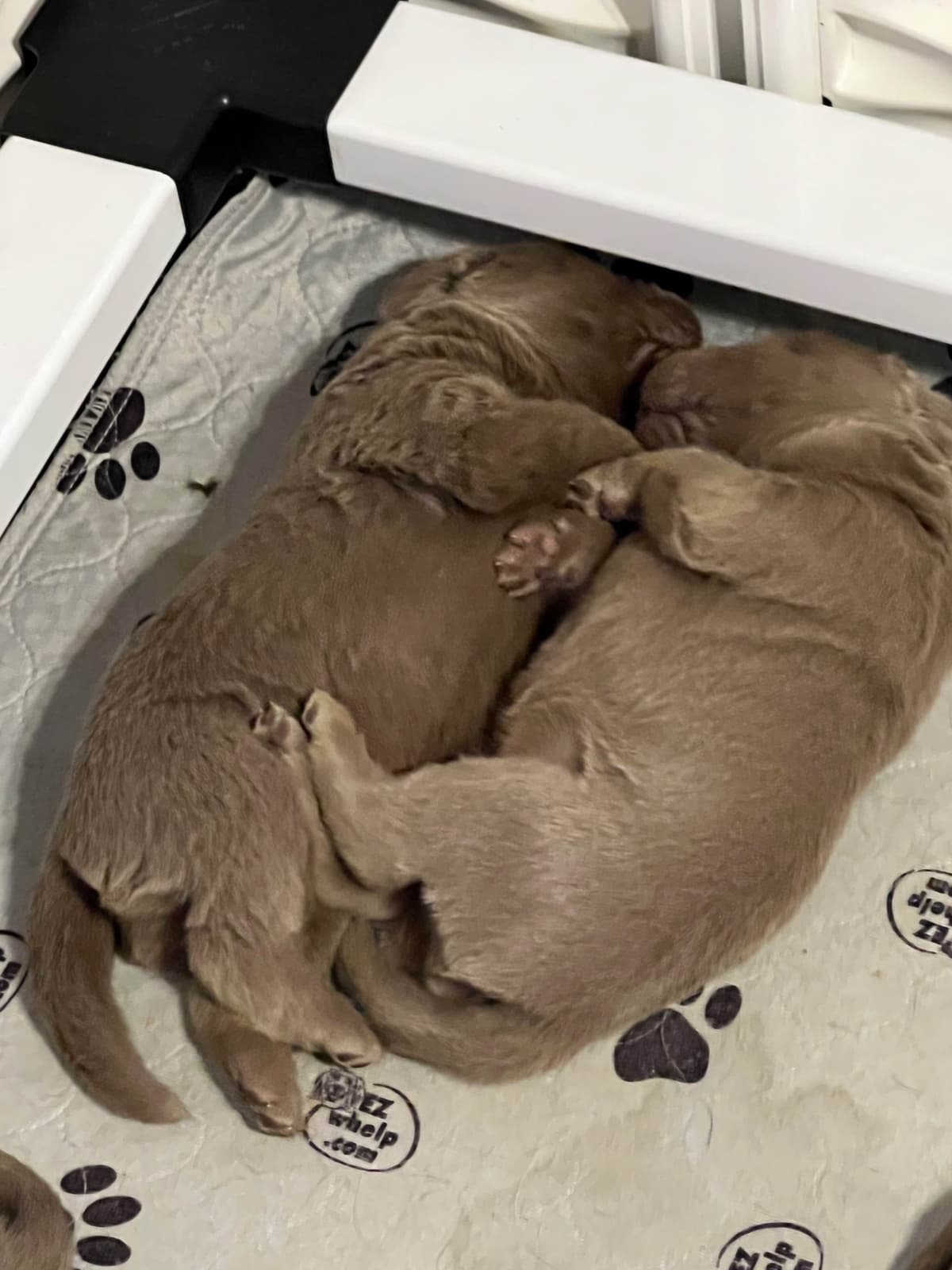 Labrador Retriever Puppies breeder image 1