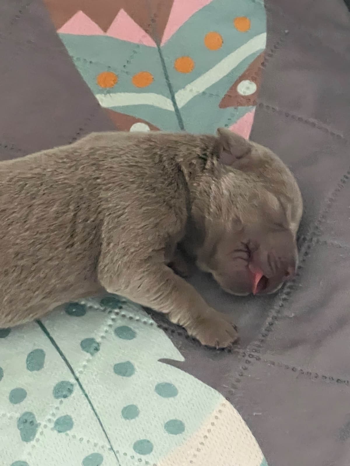 Labrador Retriever Puppies breeder image 3