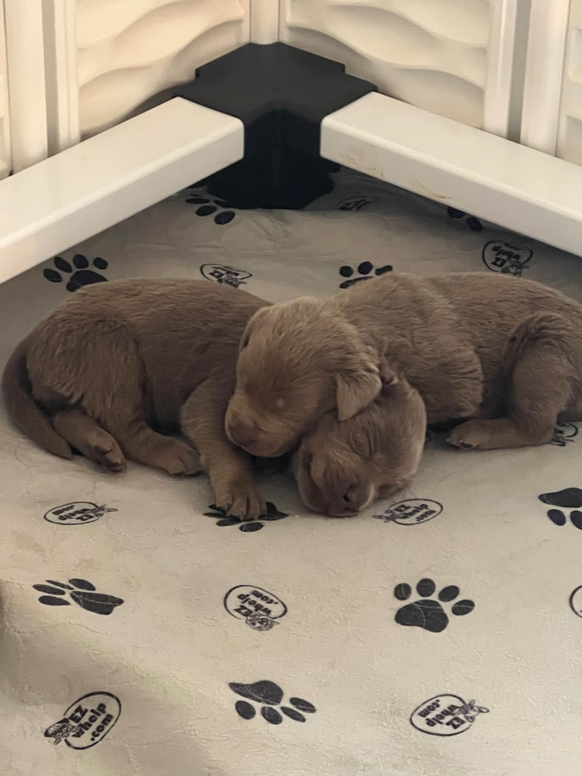 Labrador Retriever Puppies breeder image 4