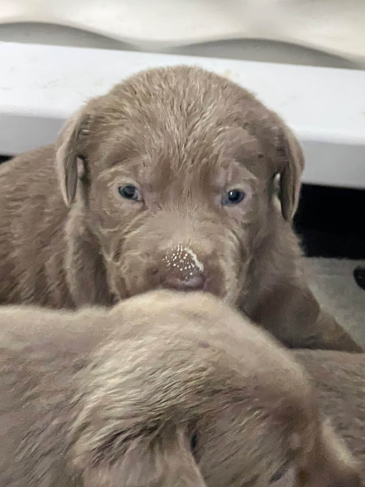 Labrador Retriever Puppies breeder image 5