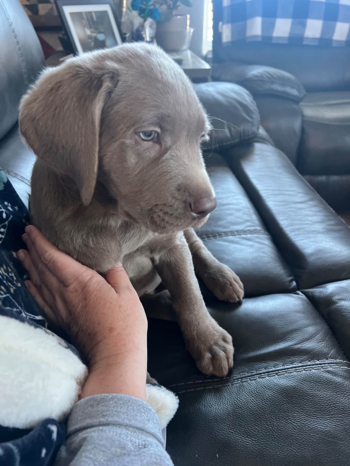 Labrador Retriever Puppies breeder image 6