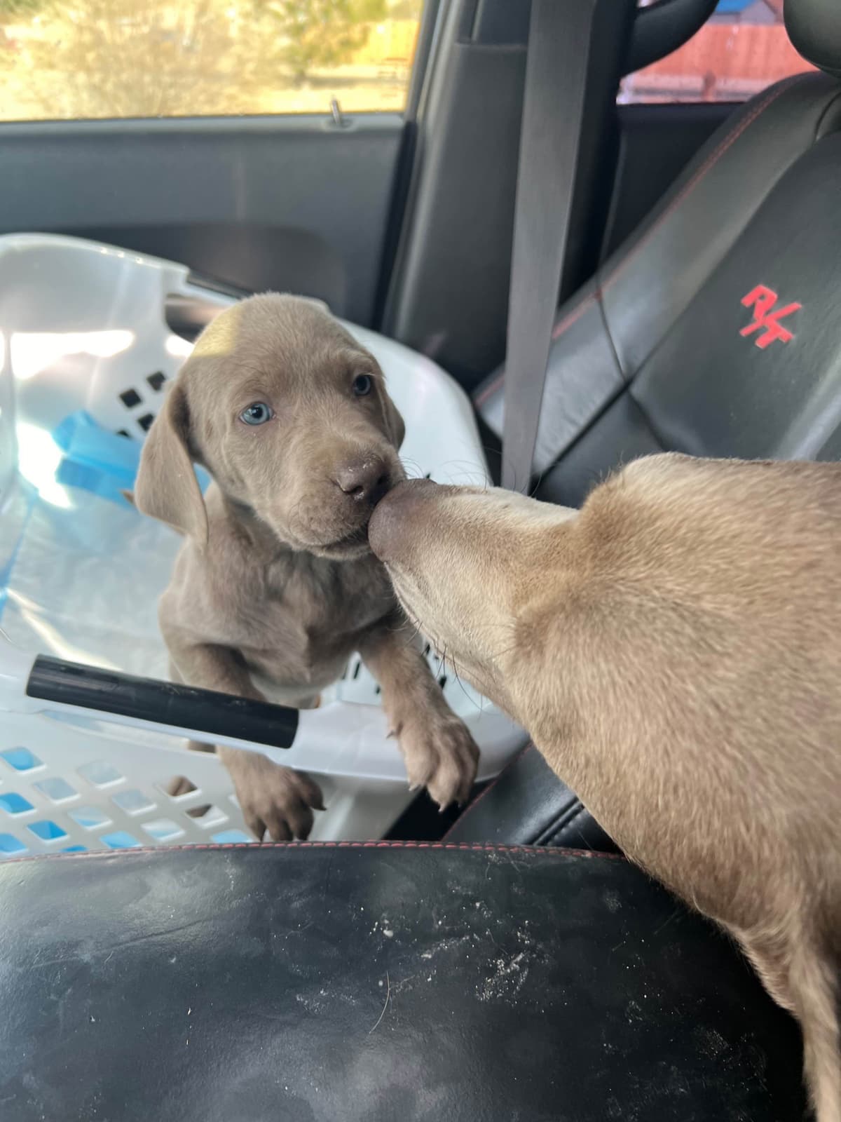Labrador Retriever Puppies breeder image 7