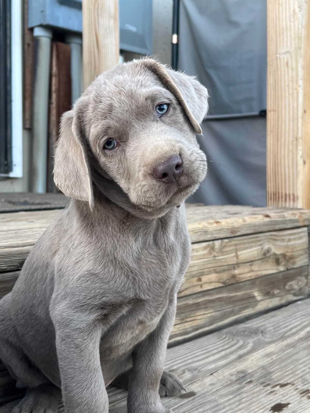 Labrador Retriever Puppies breeder image 9