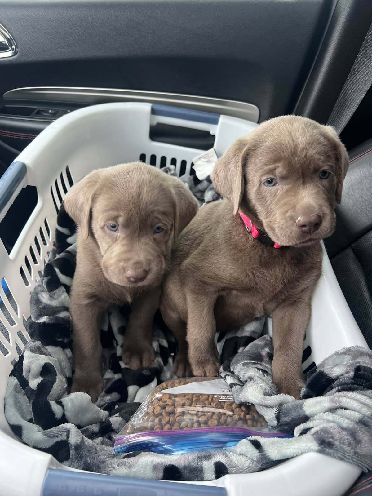 Labrador Retriever Puppies breeder image 10
