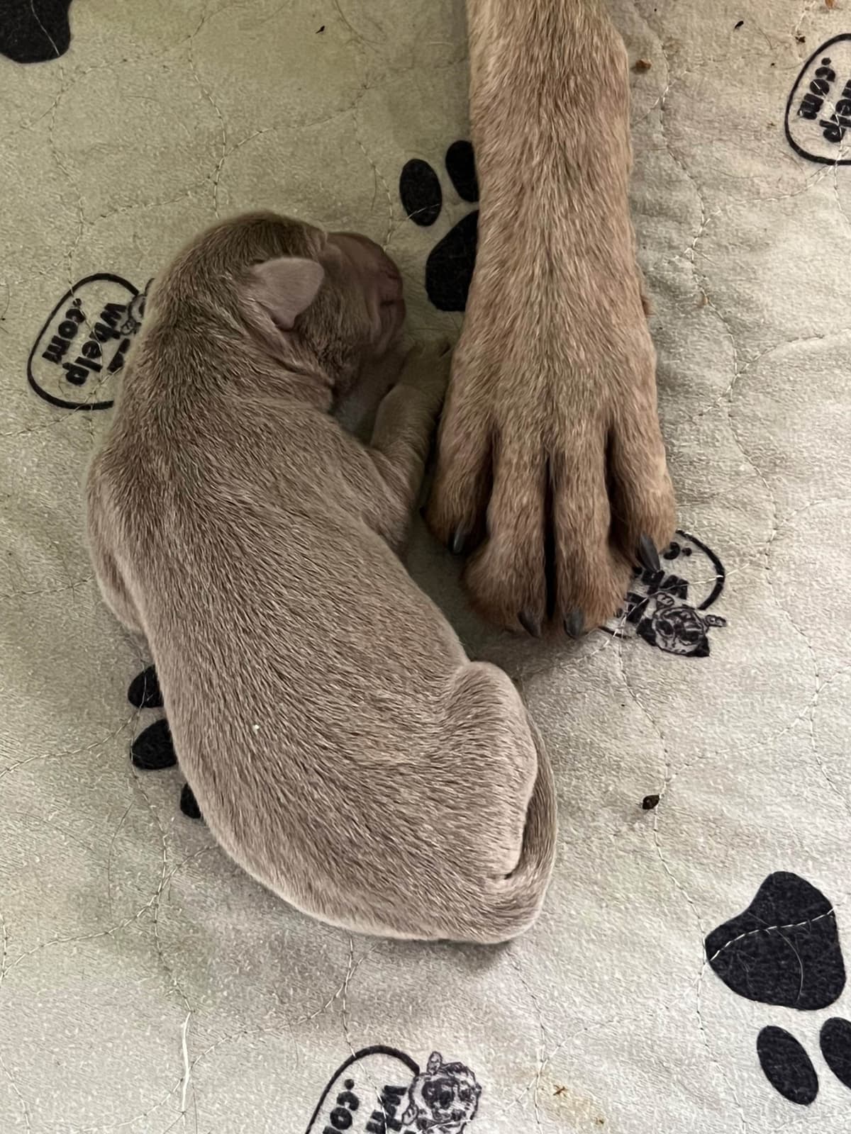 Labrador Retriever Puppies breeder image 11