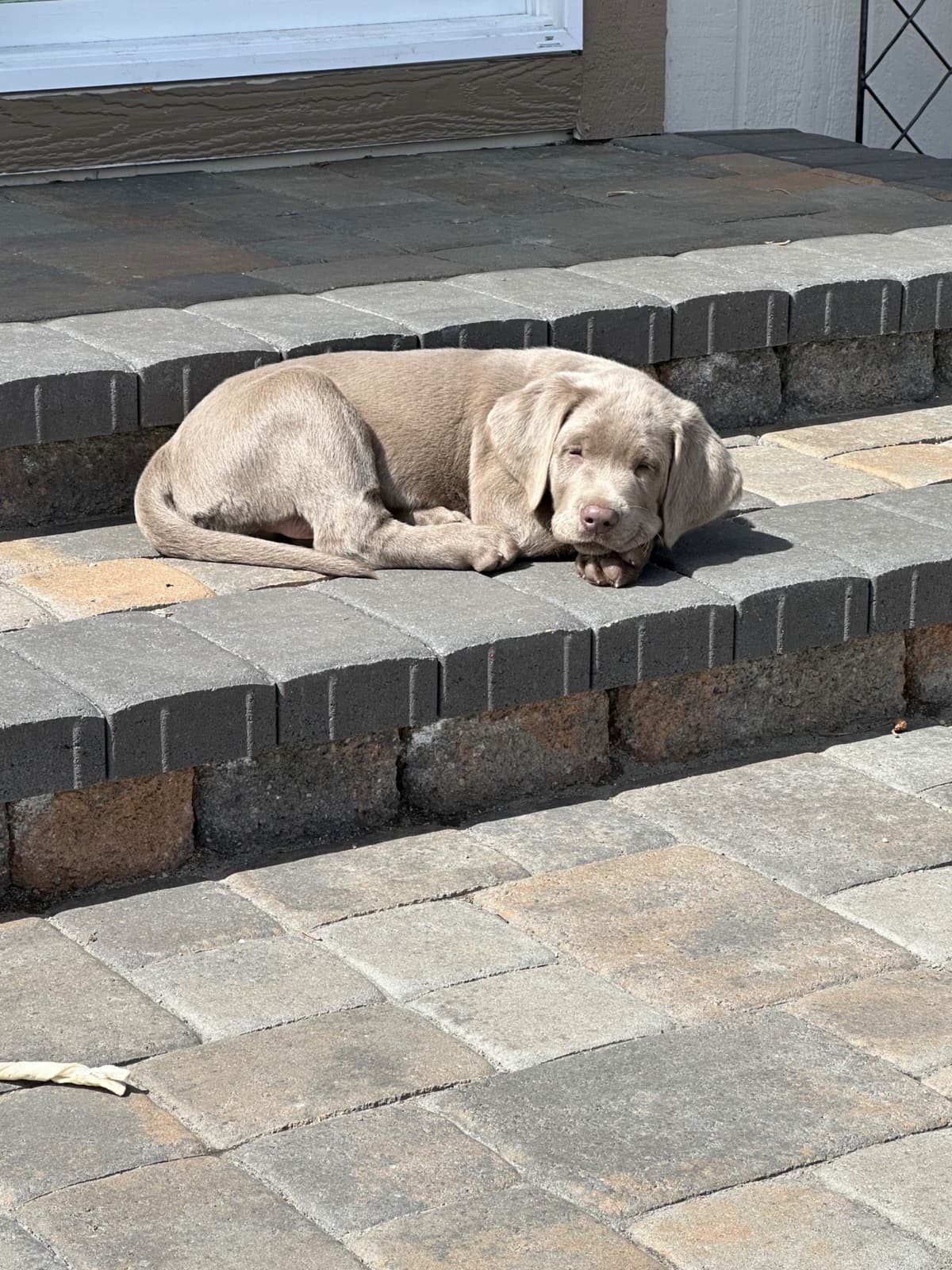 Labrador Retriever Puppies breeder image 13