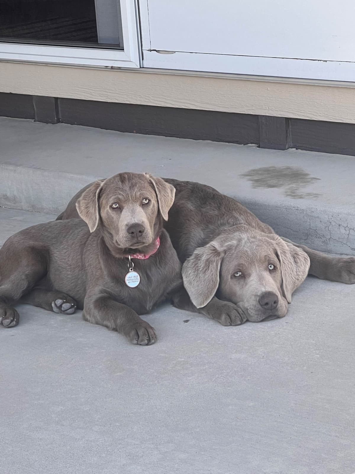 Labrador Retriever Puppies breeder image 20