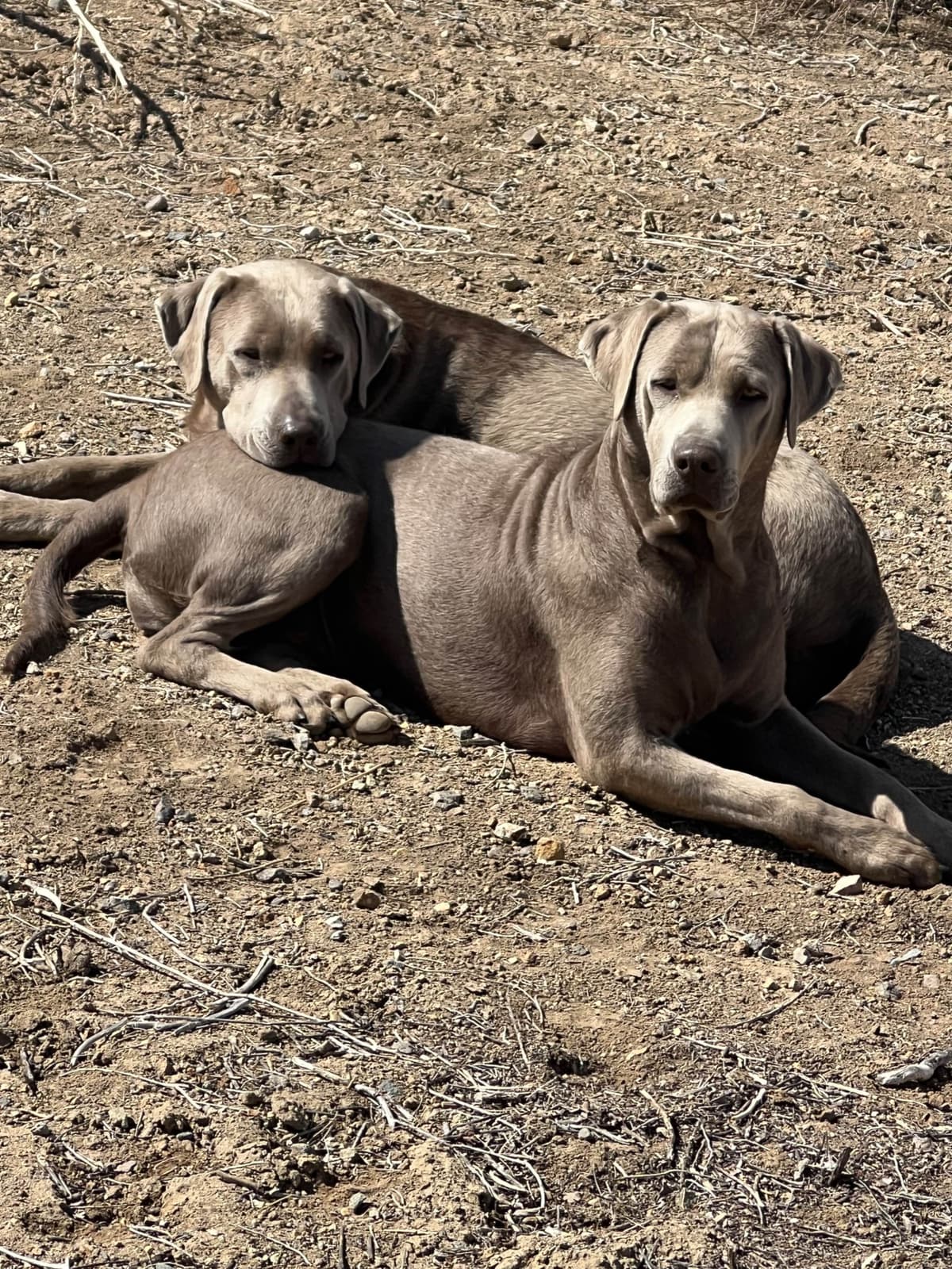 Labrador Retriever Puppies breeder image 25