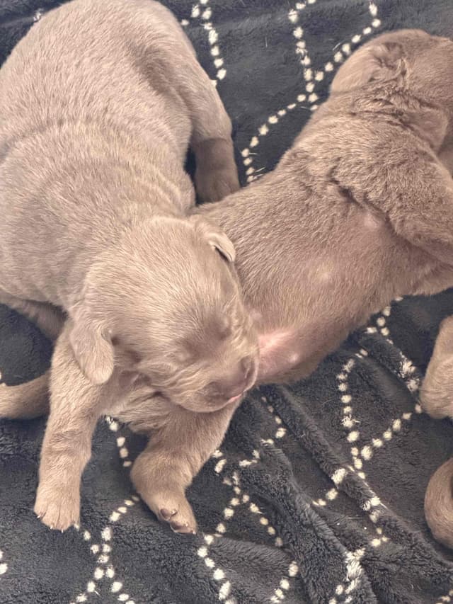 Labrador Retriever Puppies media 2