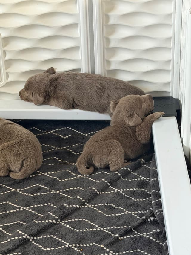 Labrador Retriever Puppies media 3