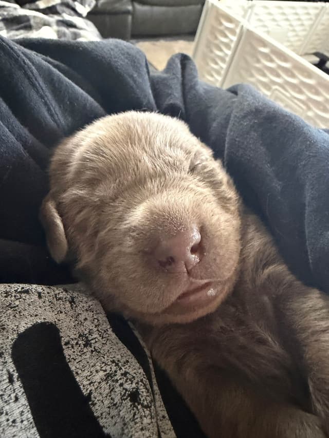 Labrador Retriever Puppies media 4