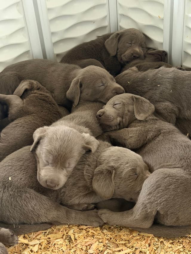 Labrador Retriever Puppies media 5