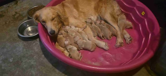 Golden Retriever Puppies media 3