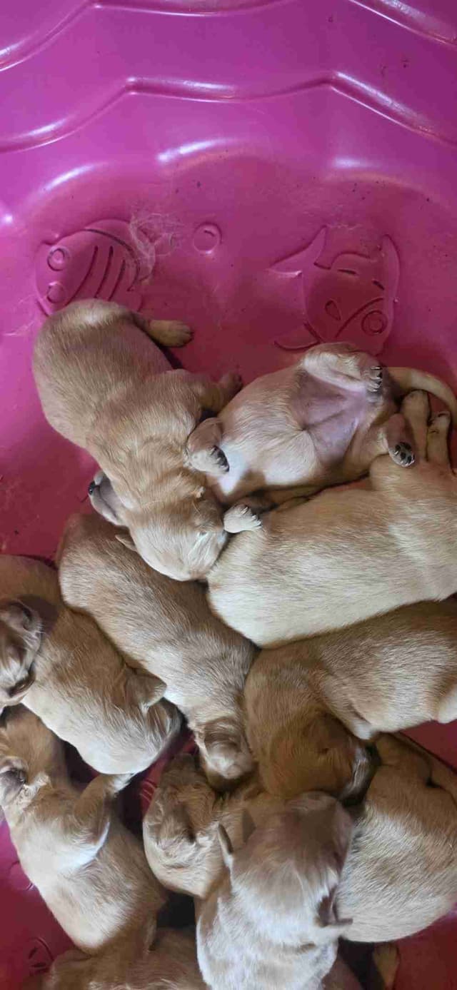 Golden Retriever Puppies media 2
