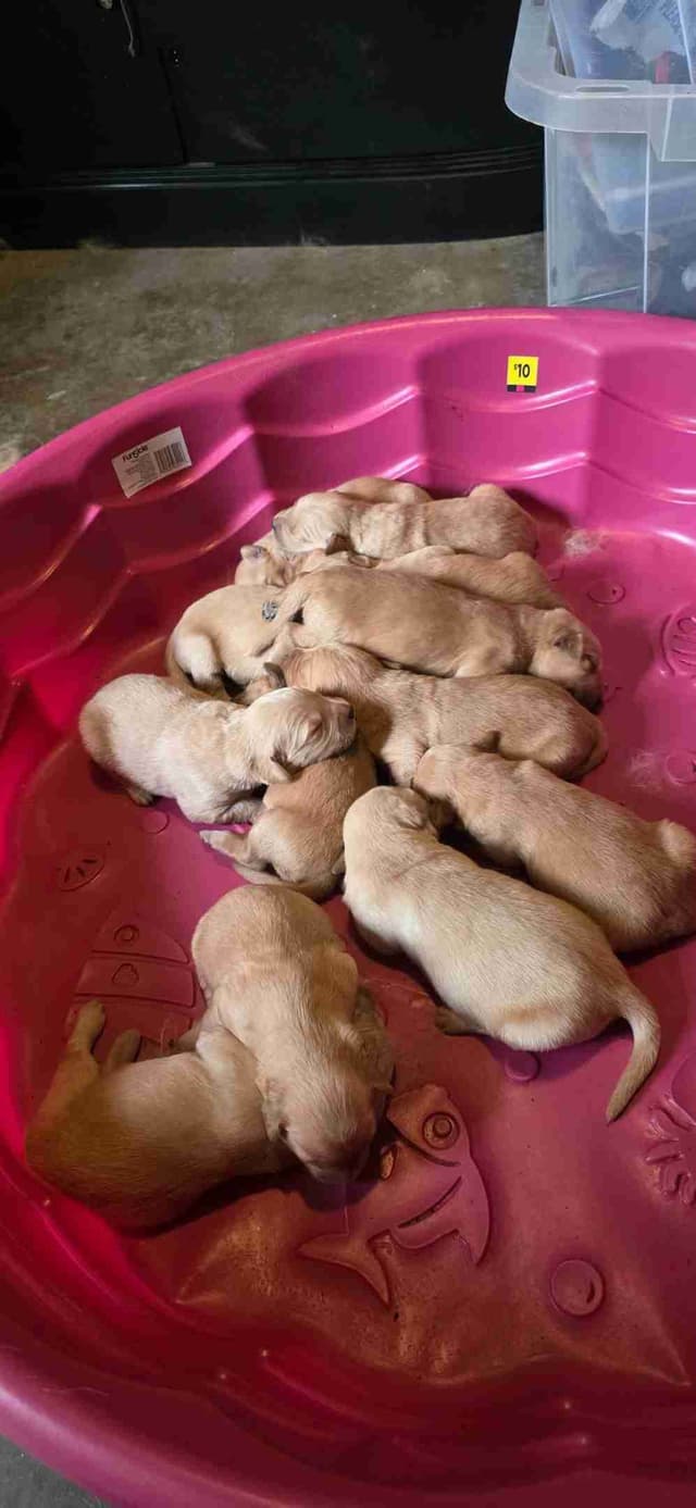 Golden Retriever Puppies media 4