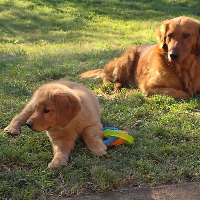 Golden Retriever Puppies media 5