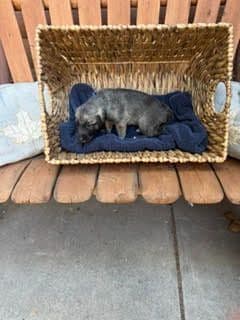 Juniper Creek Irish Wolfhound Puppies media 2