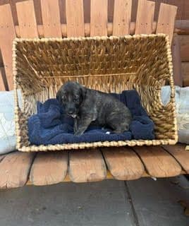 Juniper Creek Irish Wolfhound Puppies media 3