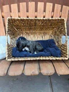 Juniper Creek Irish Wolfhound Puppies media 5