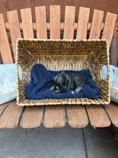 Juniper Creek Irish Wolfhound Puppies media 7