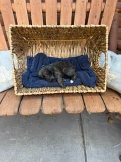 Juniper Creek Irish Wolfhound Puppies media 8