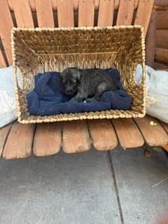 Juniper Creek Irish Wolfhound Puppies media 10