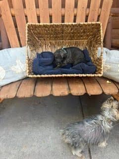 Juniper Creek Irish Wolfhound Puppies media 11