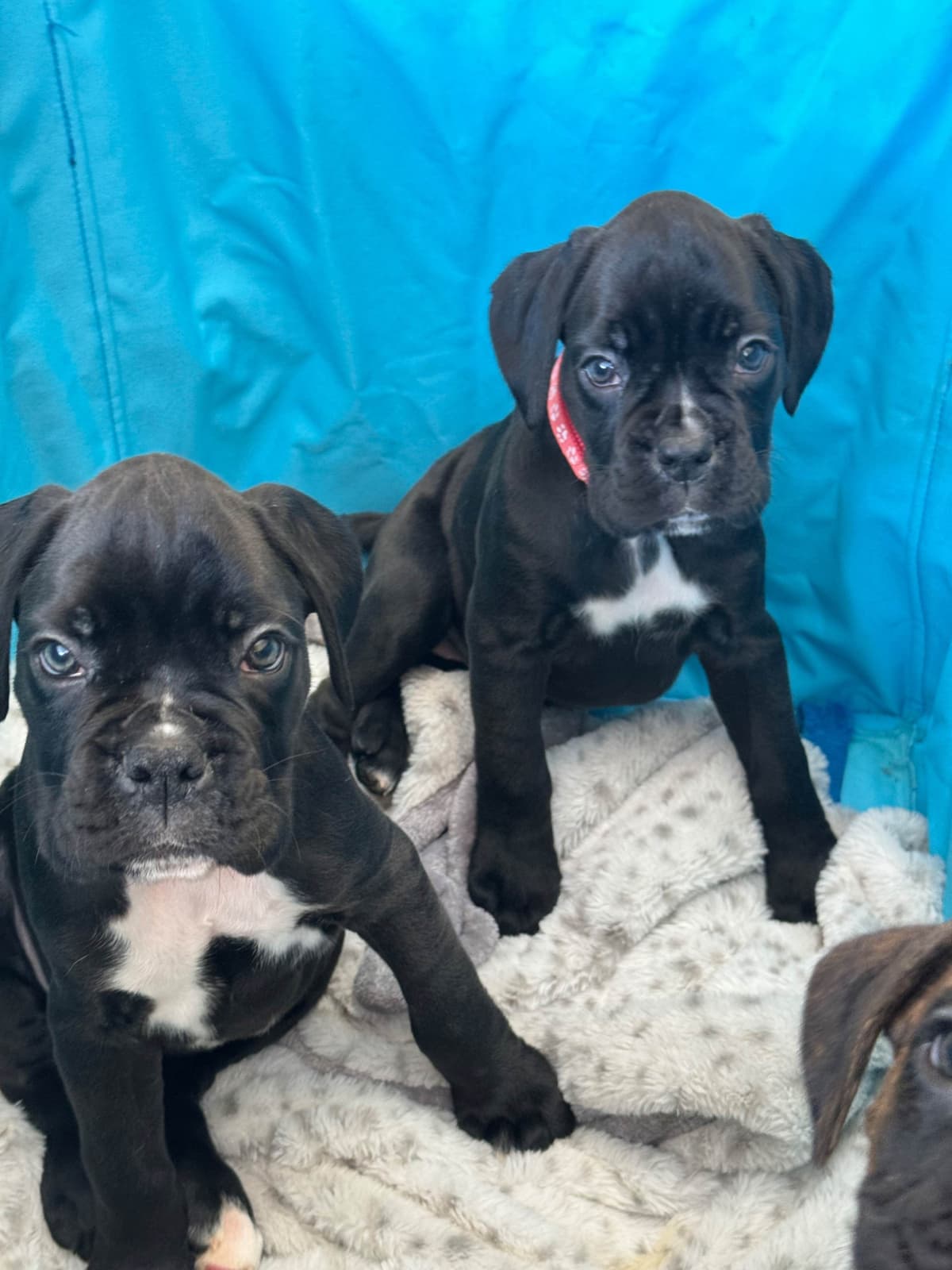 Boxer Puppies breeder image 3