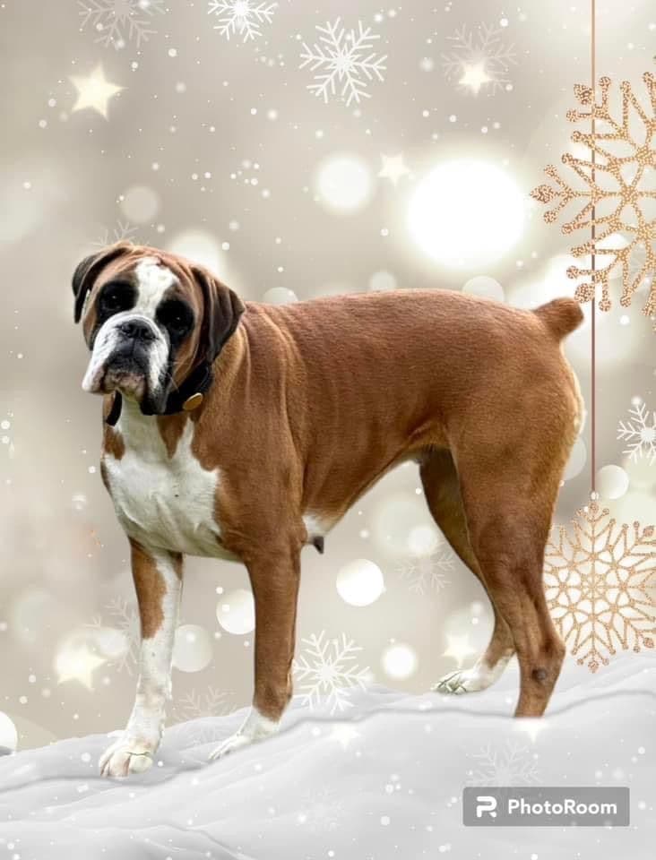 Boxer Puppies breeder image 5