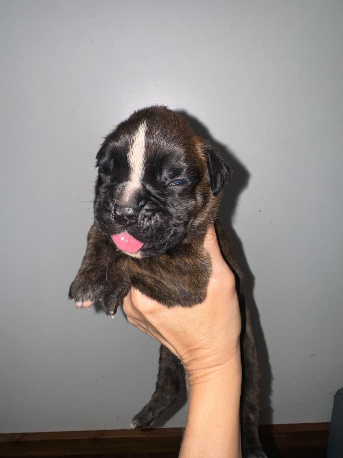 Boxer Puppies breeder image 6