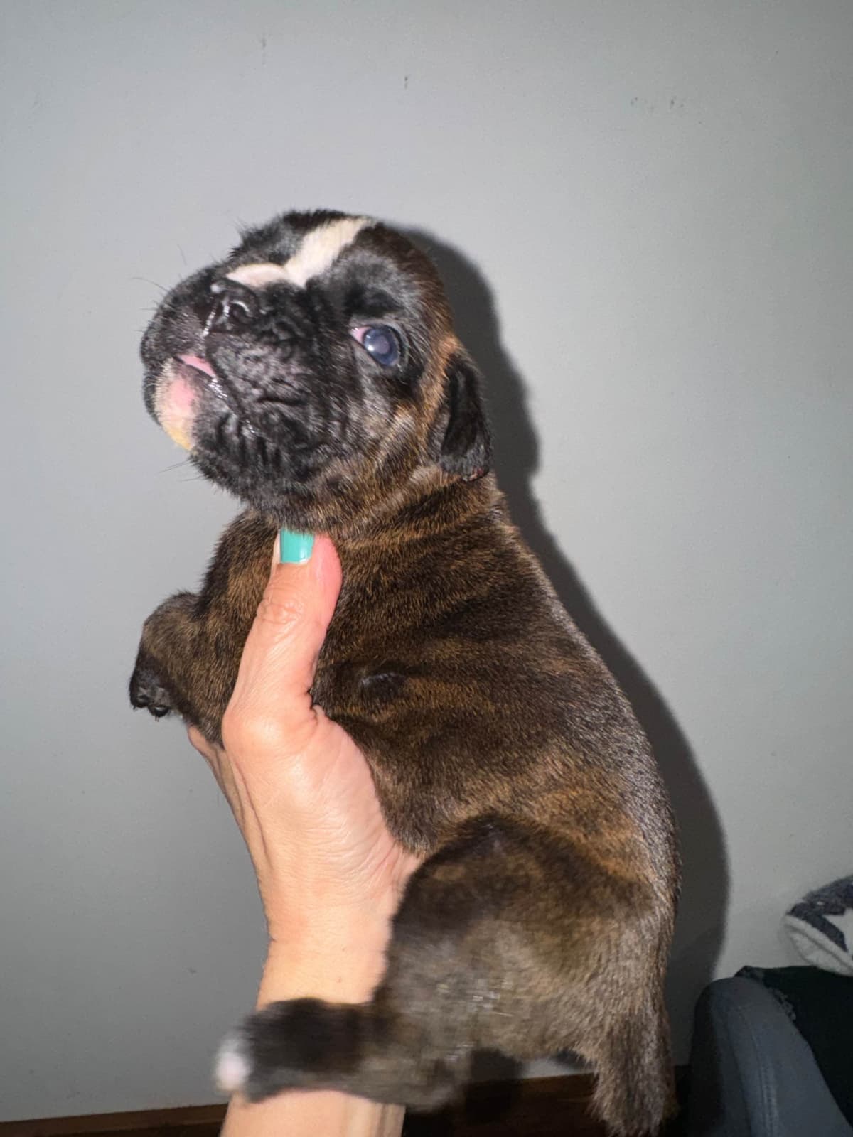 Boxer Puppies breeder image 7