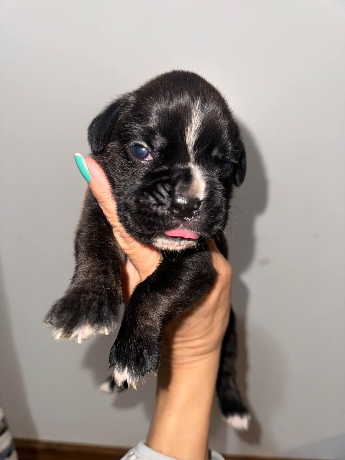 Boxer Puppies breeder image 8