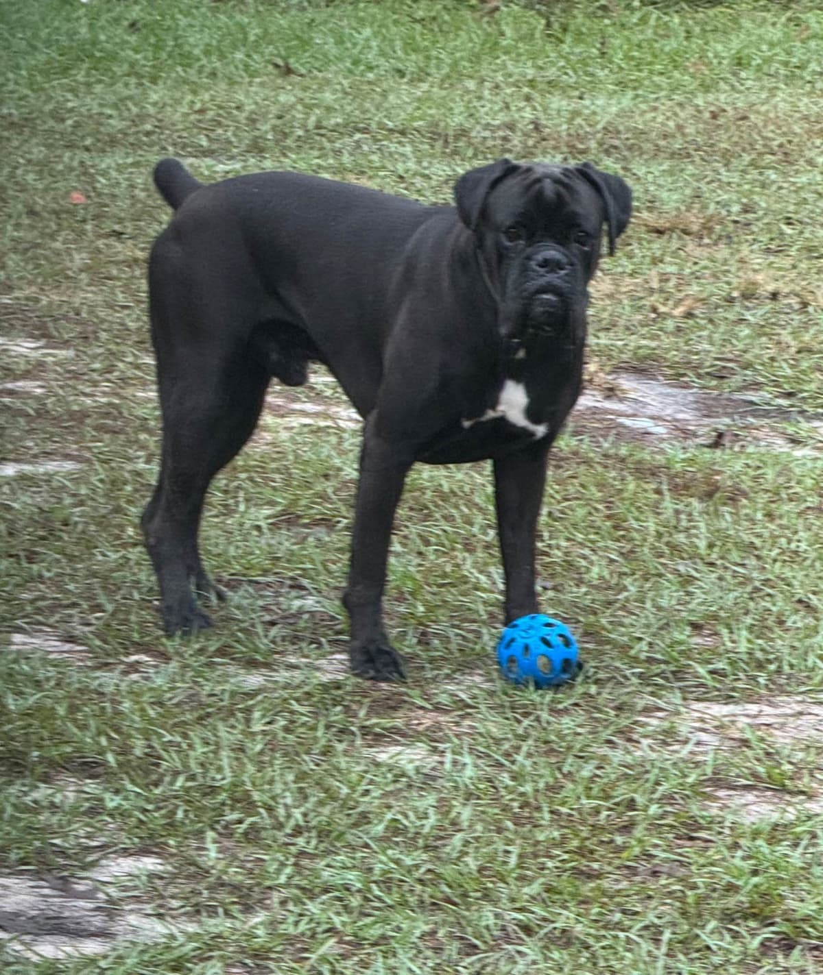 Boxer Puppies breeder image 9