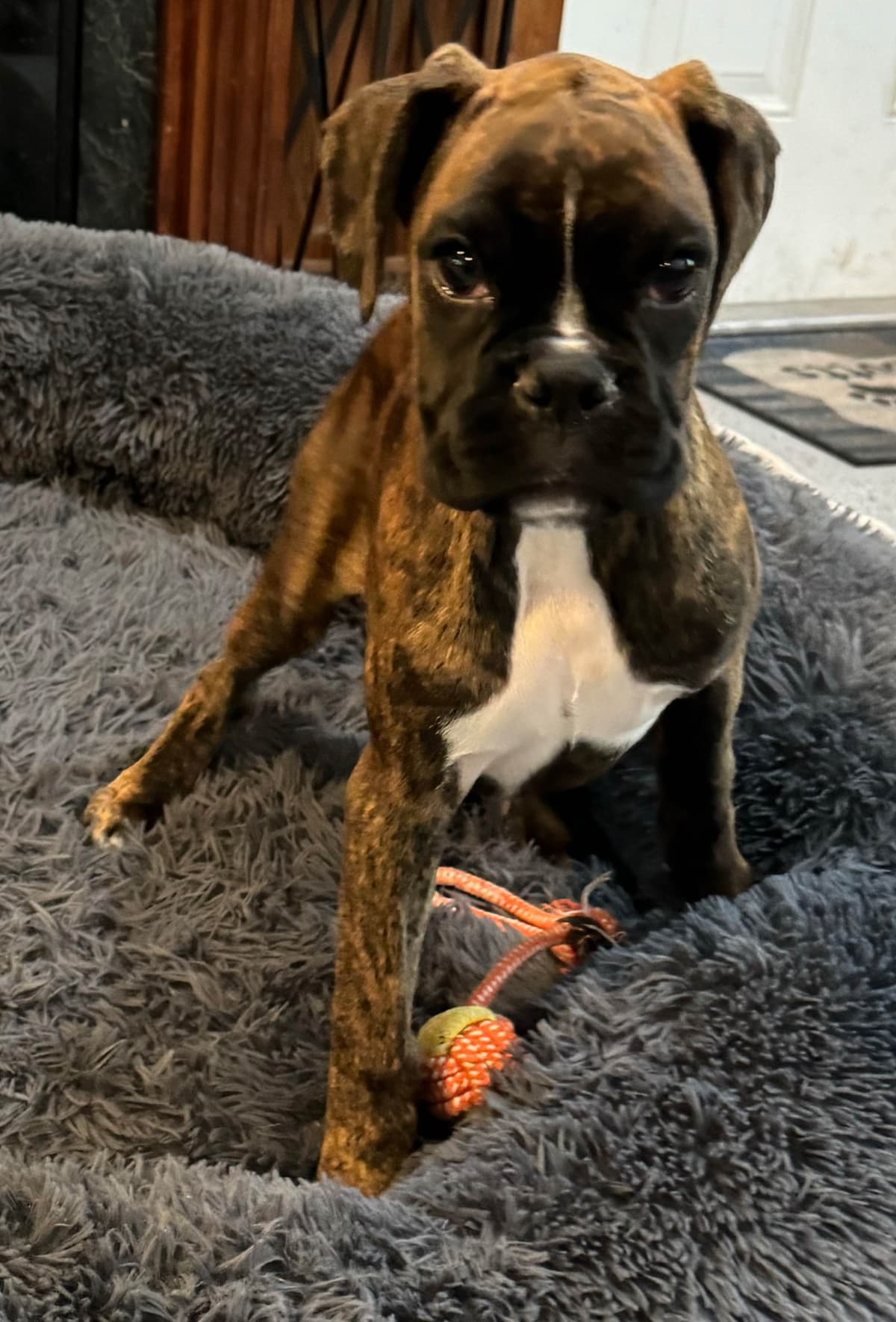 Boxer Puppies breeder image 10