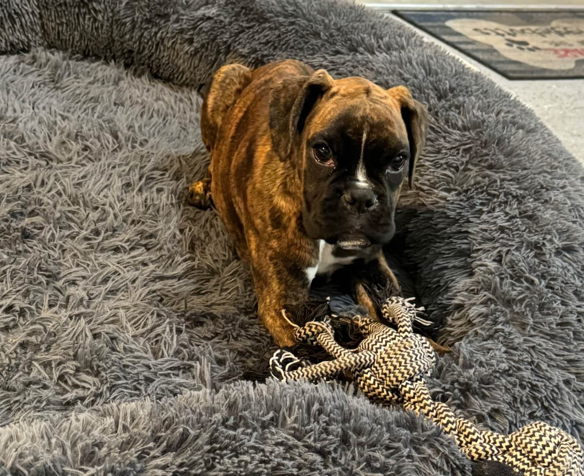 Boxer Puppies breeder image 11
