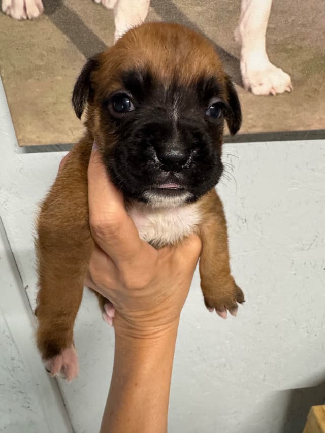 Boxer Puppies media 2