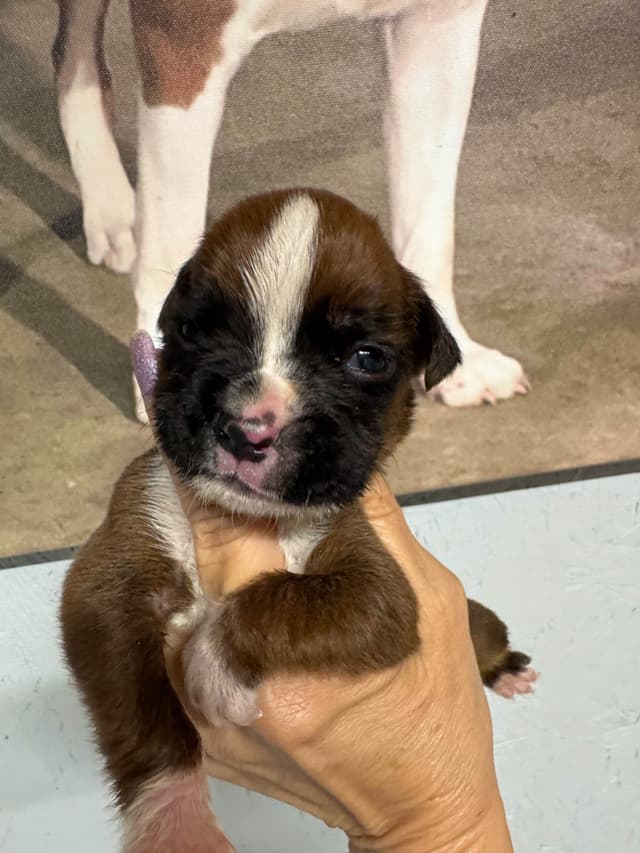 Boxer Puppies media 4